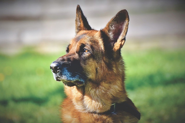 Житель Бурятии съел чужую собаку для лечения туберкулеза