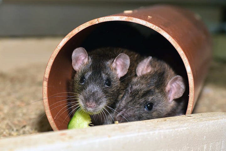 Крысы-алкоголики подсказали ученым, как можно лечить печень