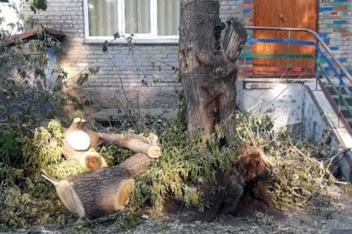 Депутат предложила Новосибирску продавать остатки от вырубленных деревьев