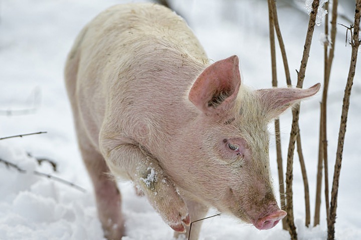 Порядка 300 свиней уничтожат в Омской области из-за чумы