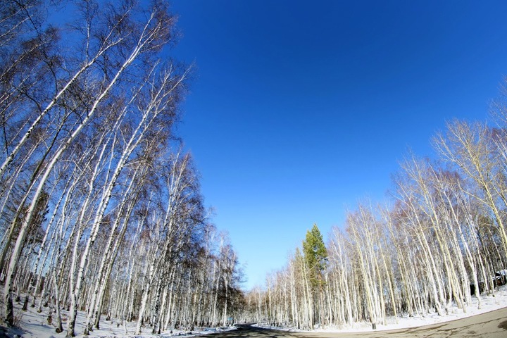 Активисты призвали не принимать генплан Новосибирска без актуальной карты лесов