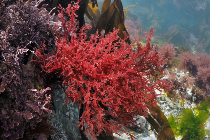Вещества из красных водорослей способны подавлять иммунитет. Это может пригодиться для создания лекарств