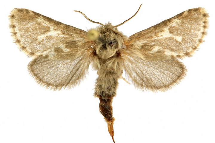 Сибирские ученые нашли новый вид бабочек на Алтае