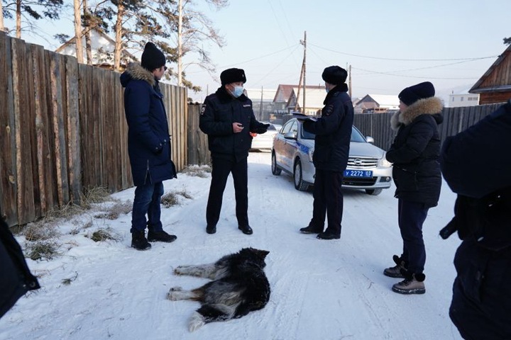 Стая собак загрызла 20-летнюю девушку в Улан-Удэ и напала на школьника
