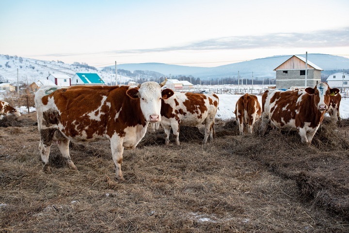 Давайте перерабатывать: как одна ферма хочет изменить молочный рынок на Алтае