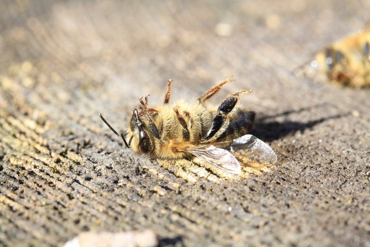 Новосибирскому фермеру отказали в выплатах за массовую гибель пчел
