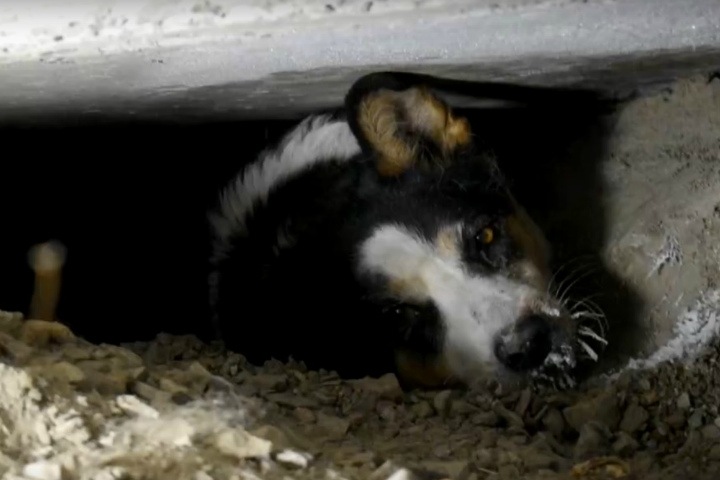Новосибирец спас застрявшую под бетонной плитой собаку