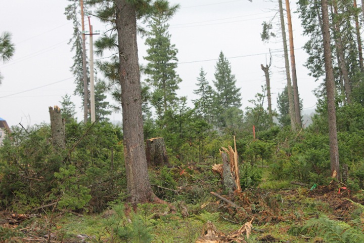 «Война» за жизненно важные кедры: алтайцы потребовали прекратить вырубку леса
