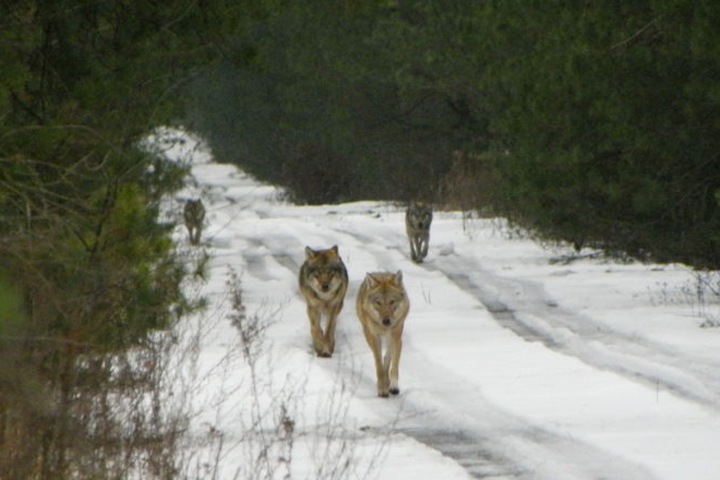 Стаи волков заметили на окраинах Норильска