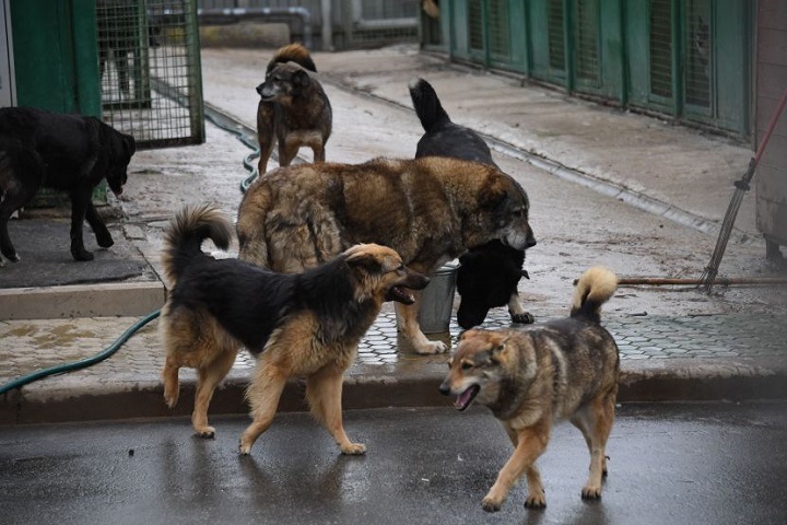 Налог и выдачу разрешений на собак предложили ввести в Бурятии