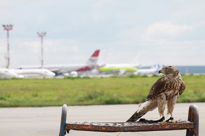 Суд назначил «орнитологическую» экспертизу свалки около аэропорта Толмачёво