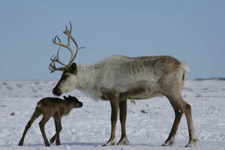 Северных оленей в Красноярском крае посчитают с воздуха за 20 млн