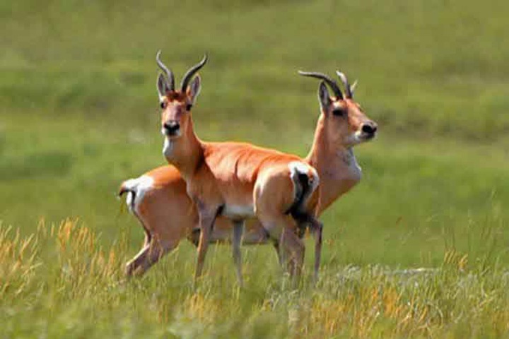 Краснокнижные антилопы погибли, упав в теплотрассу в Забайкалье