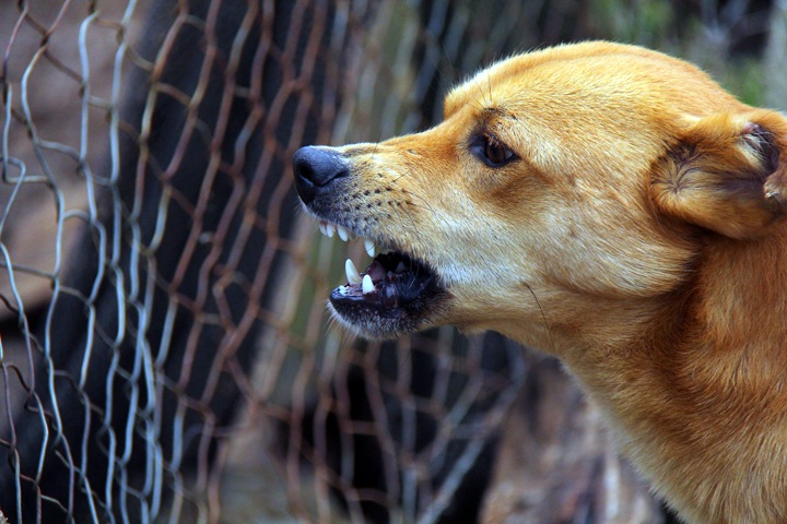Первое дело о смертельных нападениях собак на людей в России дошло до суда в Красноярске
