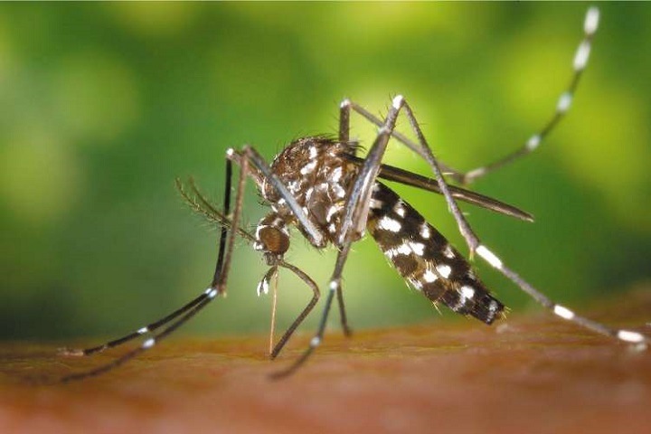 Лихорадку денге обнаружили в Новосибирске