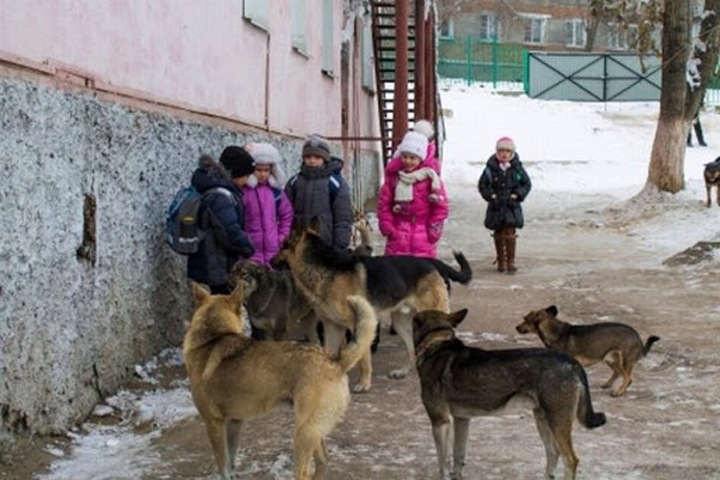 Пойманных в Анжеро-Судженске бездомных собак отправят в Кемерово