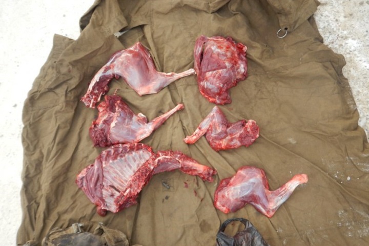 Забайкальский браконьер вызвал такси, чтобы отвести домой тушу краснокнижной антилопы