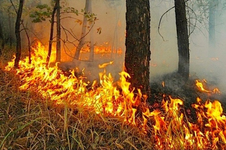 Новосибирские депутаты связали лесные пожары с недостатком финансирования