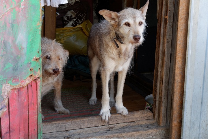 «Переступить через жалость»: новосибирские депутаты поддержали идею об убийстве бродячих собак