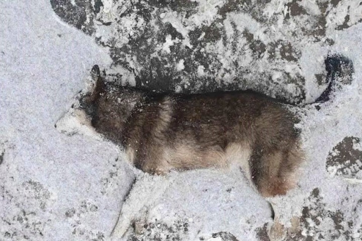 «Жестокие беспредельщики»: неизвестные травят собак ядовитыми дротиками в Иркутской области