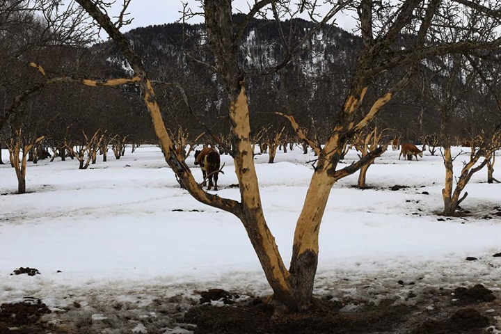Жители заявили об уничтожении знаменитого яблоневого сада на Телецком озере