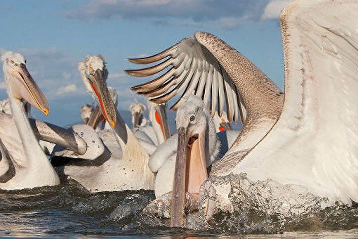 Сибирских ученых попросили разобраться в массовой гибели пеликанов в Каспийском море