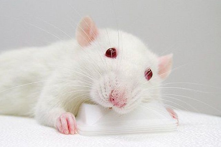 Мыши-алкоголики помогут сибирским ученым лечить людей