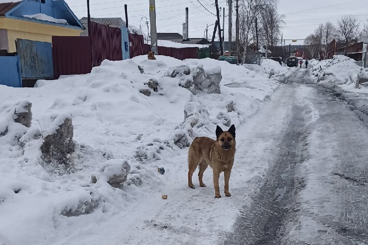 Собака покусала девочку в Новосибирске
