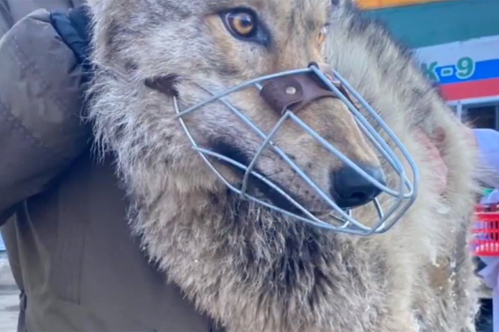 Волка поймали около детского дома в Иркутске