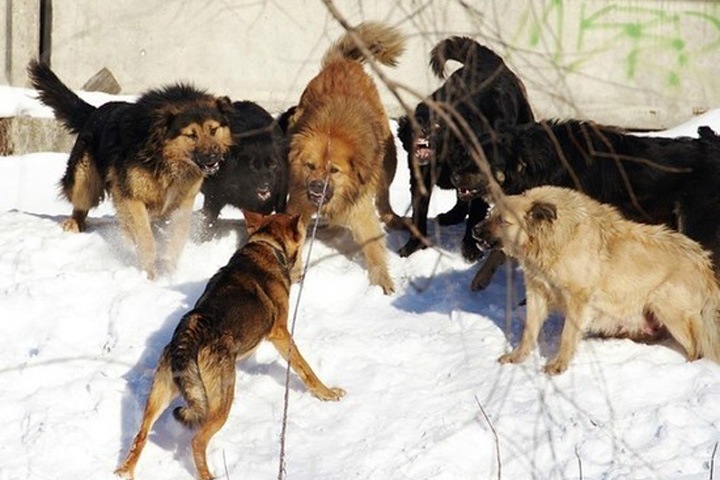 Стая собак заживо загрызла пенсионерку в бурятском селе — СК