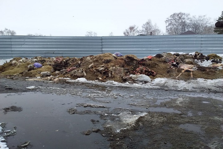 Новосибирское село задыхается из-за отходов мясокомбината