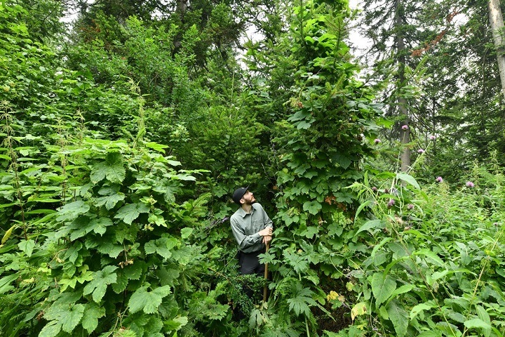 Ученые начали выяснять причины гигантизма растений в сибирской тайге