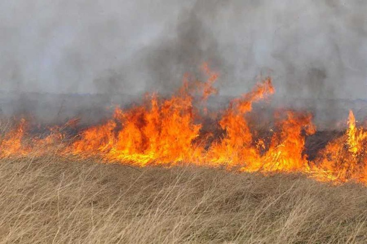 60 лошадей сгорели в Забайкалье из непотушенной сигареты