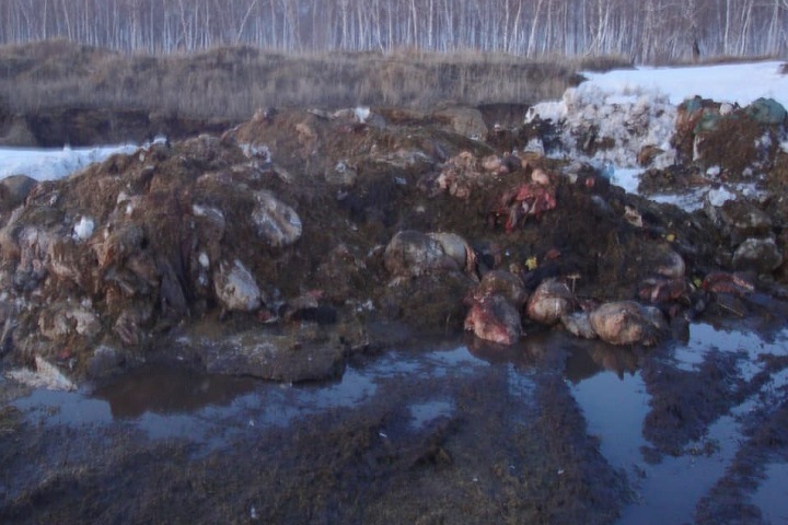 Мясокомбинат в новосибирском селе не стал захоранивать отходы