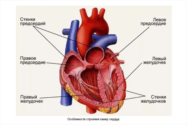 Новосибирские ученые оценили влияние «чувства безнадежности» на развитие болезней сердца