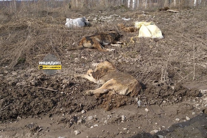 Трупы собак разбросаны вдоль дороги под Новосибирском