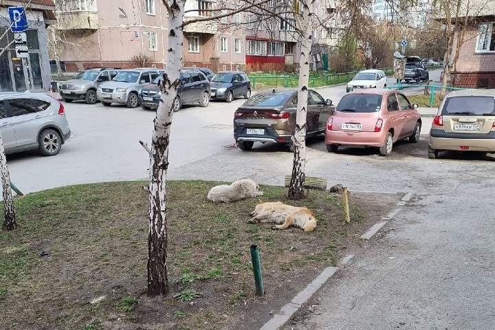 Бездомная собака набросилась на ребенка в центре Новосибирска