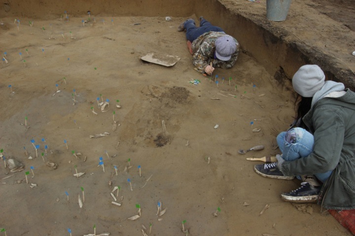 Археологи обнаружили останки мамонта в центре Красноярска
