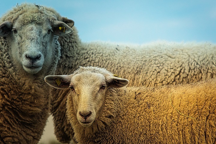 Чабана на Алтае обвинили в поедании овец, которых он пас
