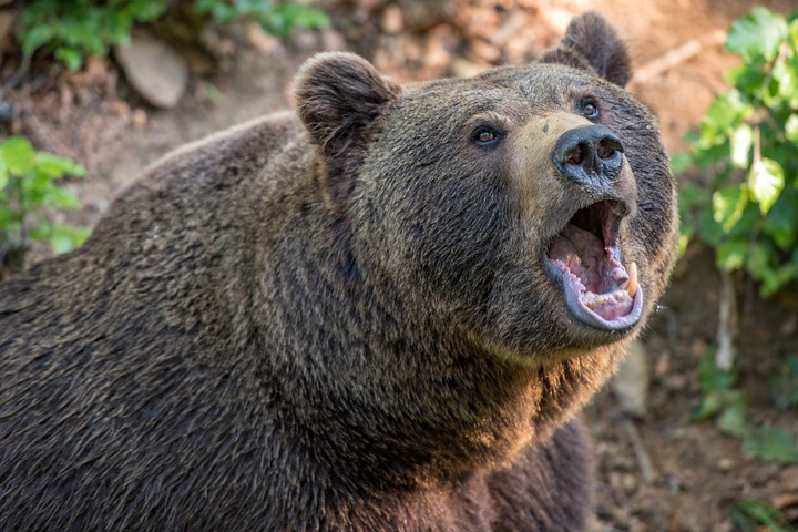Медведь убил бизнесмена в Томской области