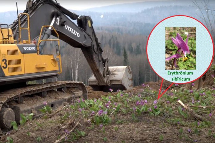 Угольный разрез в Кузбассе обвинили в уничтожении краснокнижных растений