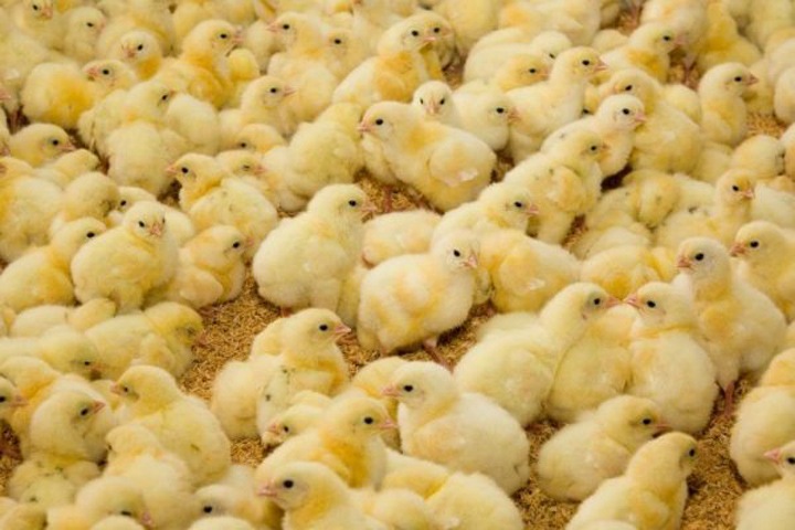 60 тыс. цыплят задохнулись в Томске