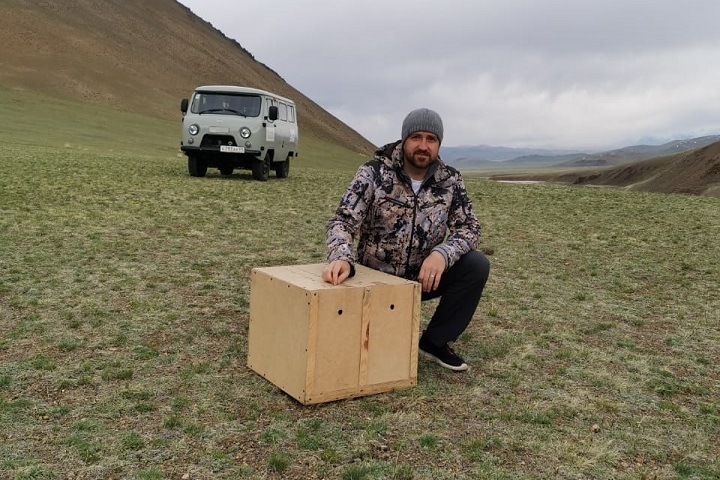 Краснокнижных соколов-балобанов выпустили на волю в Республике Алтай