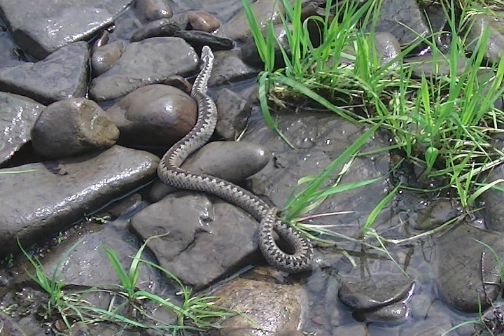 Сезон размножения змей начался на Байкале