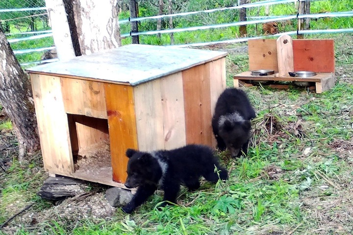 Медвежата-сироты начали проходить реабилитацию на Алтае