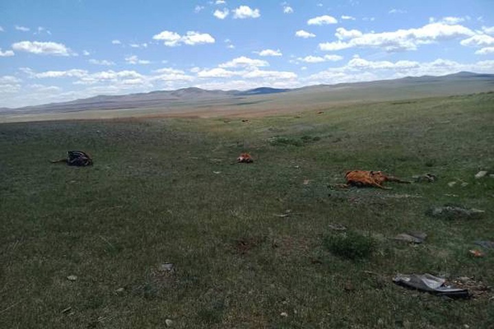 Бурятские чиновники заговорили о «призраке эпидемии» из-за сотен брошенных в степи трупов коров