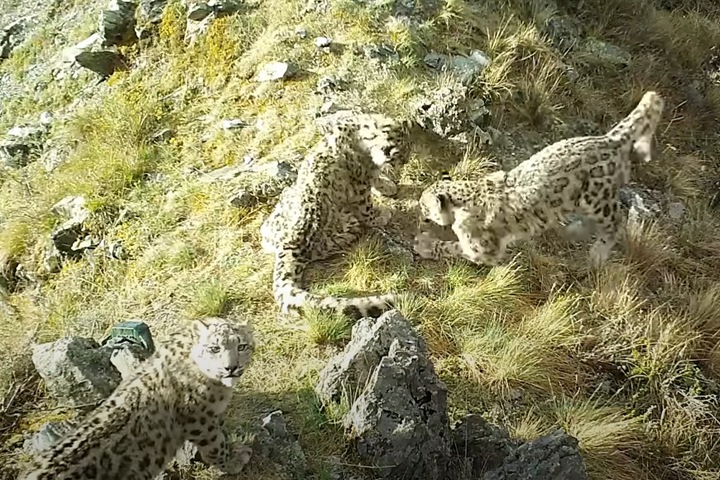 Котята снежного барса играют на солнце в Саяно-Шушенском заповеднике. Видео