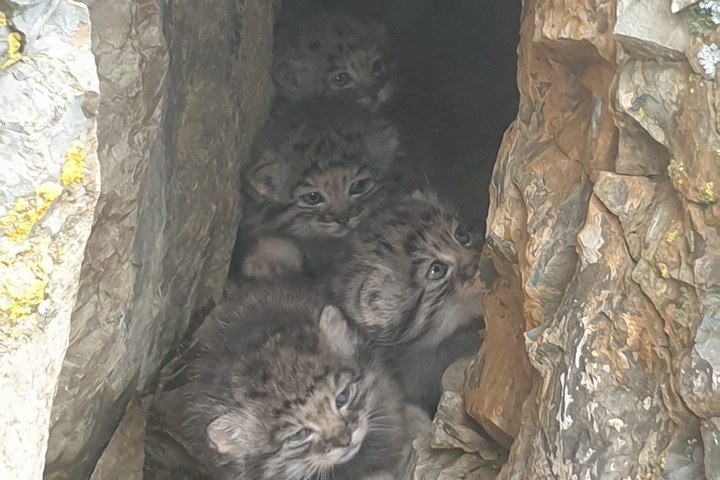 Пятерых котят манула удалось сфотографировать на Алтае