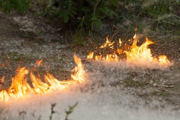 Тополиный пух стали чаще поджигать в Новосибирской области