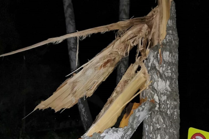 Дерево упало на ребенка и его отца на свадьбе в Новокузнецке